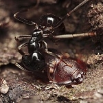 Mravenec černolesklý a jeho hosté