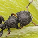 Indie - mravenci