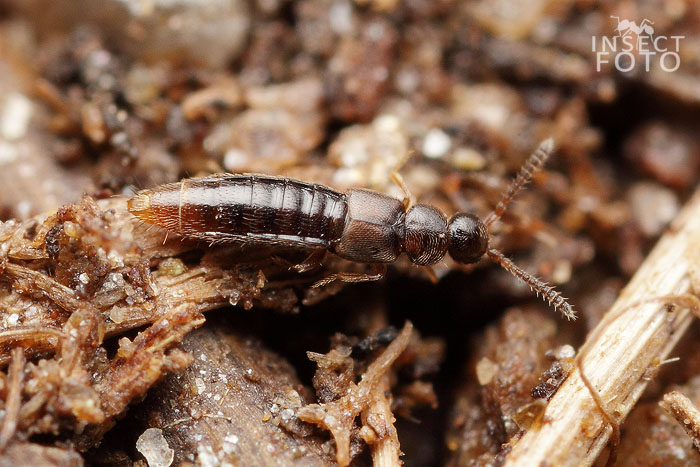 Amidobia talpa (Heer, 1841) - Staphylinidae