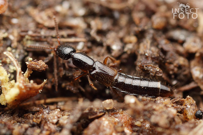  Leptacinus formicetorum Märkel, 1841 - Staphylinidae