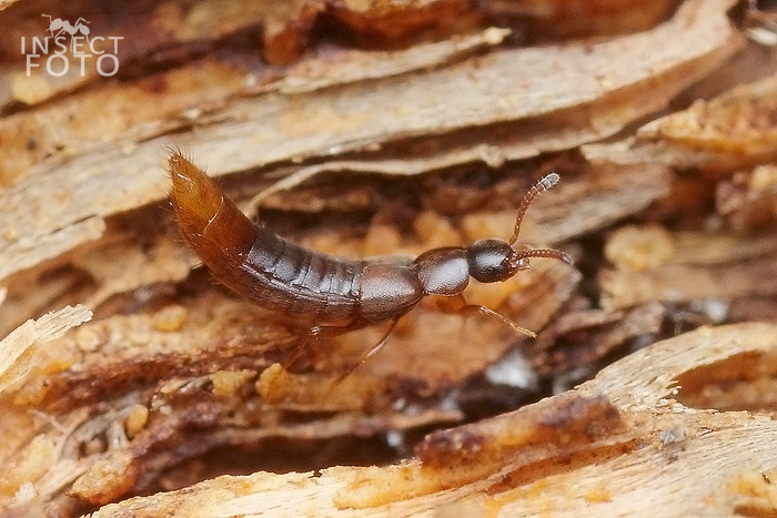 Oxypoda formiceticola Märkel, 1841 - Staphylinidae